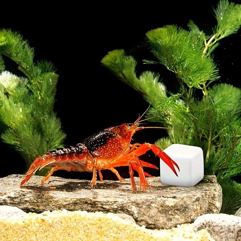 6Pcs Fish Tank Calcium Block M - Calcium Powder Reptile 评论和价格